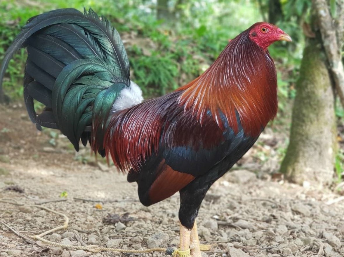 Cách nạp carbo cho gà đá mà người chăn gà nên biết