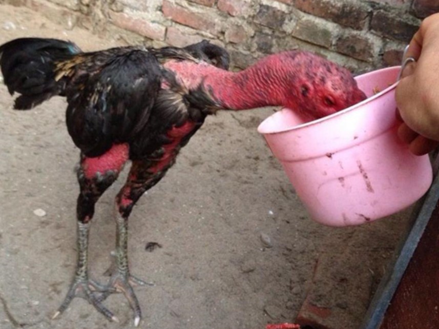 Cách nạp carbo cho gà đá hiệu quả