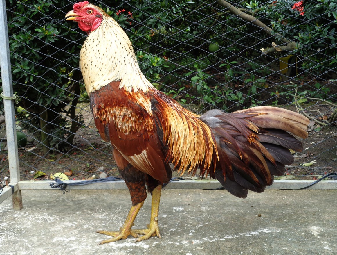 Theo dõi tình trạng gà khi nạp carbo