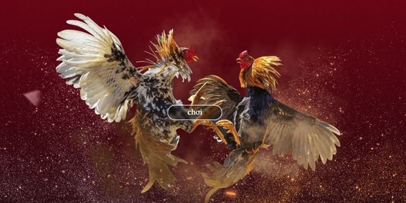 Khái quát về cách chơi đá gà trực tuyến tại Jun88