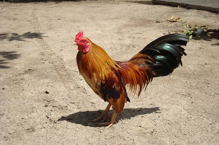 Massage ngực gà giúp chiến kê khỏi bị hóc