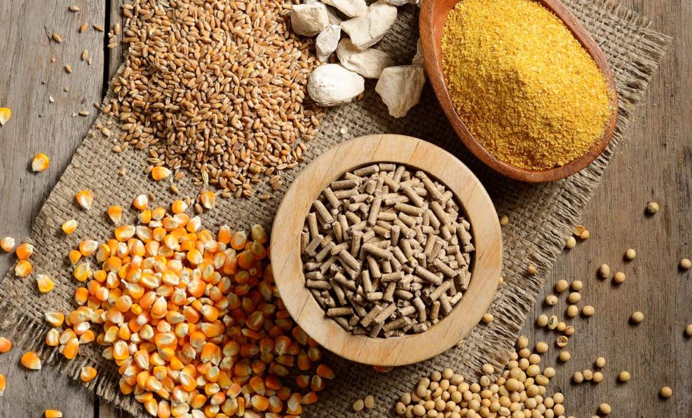 Khắc phục tình trạng gà thừa cân nên bị hóc khi thi đấu