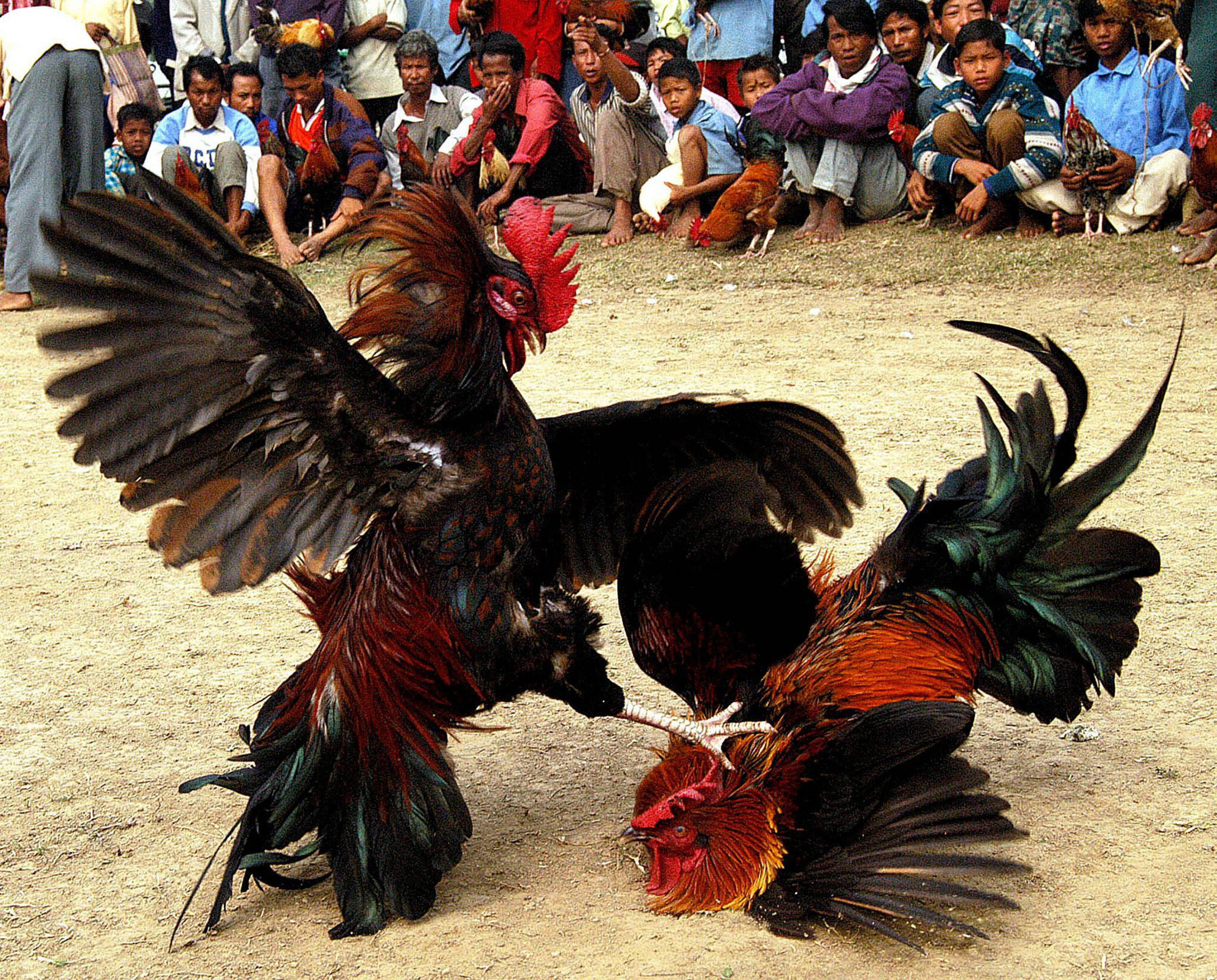 Đá gà là gì? Tại sao lại thu hút người chơi tại Việt Nam và Châu Á?