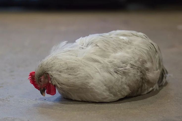 Thuốc kháng sinh điều trị bệnh ORT trên gà