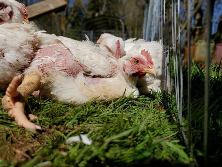 Lưu ý khi sử dụng thuốc điều trị bệnh ORT trên gà