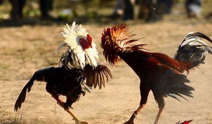 Một số câu hỏi về đá gà Thomo hôm nay Jun88