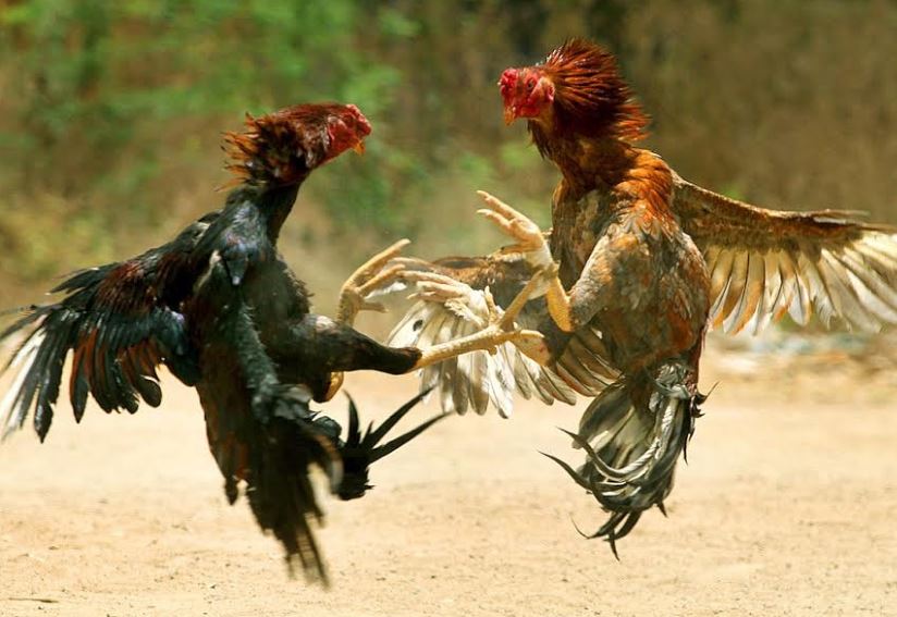 Bí quyết giúp hội viên dễ thắng lớn khi cược đá gà cựa dao