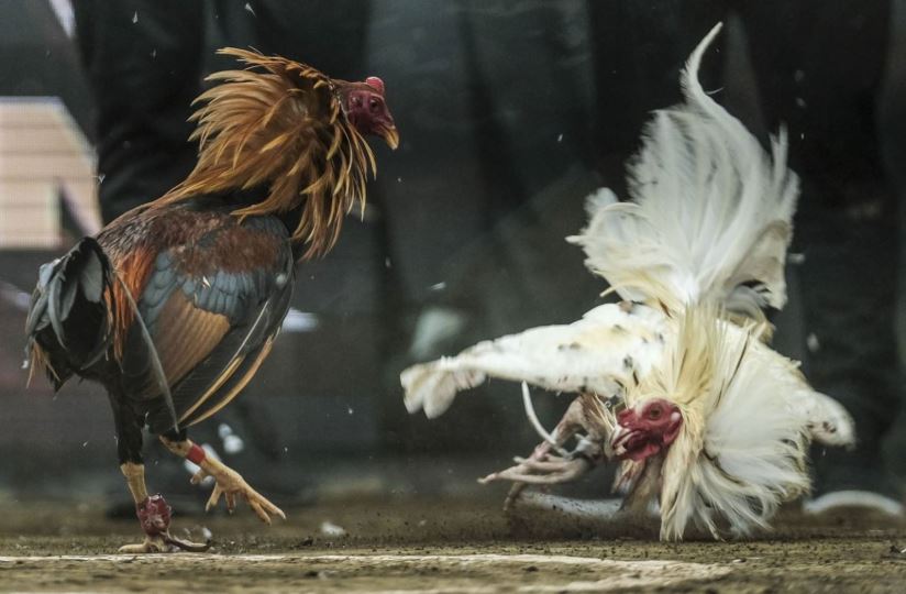 Đôi nét thông tin về cược đá gà online ăn tiền thật