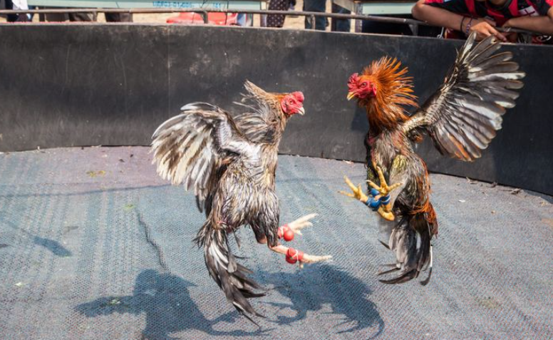 Đôi nét sơ lược về game đá gà trực tiếp