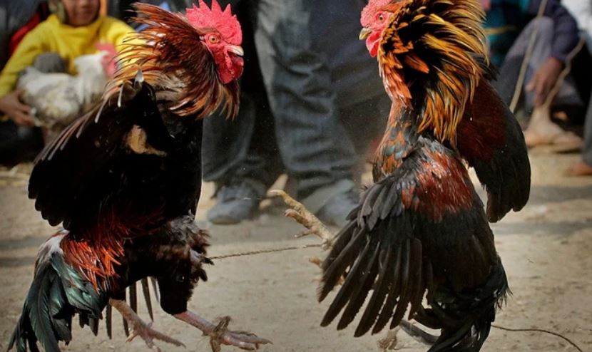 Giới thiệu đôi nét về đá gà C3 tại nhà cái Jun88