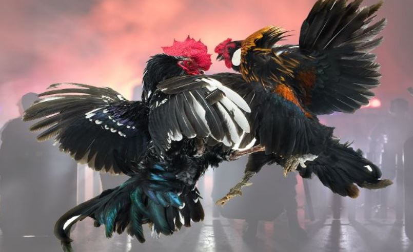 Bí quyết dễ thắng khi cược đá gà hàng xáo