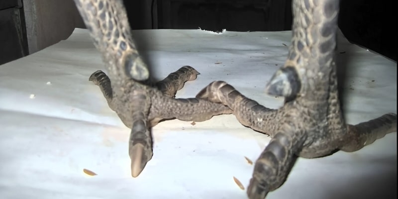 Điểm nhận diện nổi bật của gà hắc hổ thới trong giới chiến kê