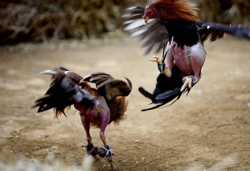 Trường đấu Tonhon trở thành điểm đến nổi bật dành cho những người đam mê