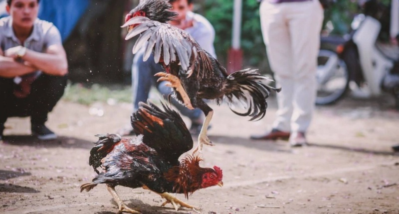 Kỹ năng huấn luyện và chăm sóc gà đá rất cần ở nài gà