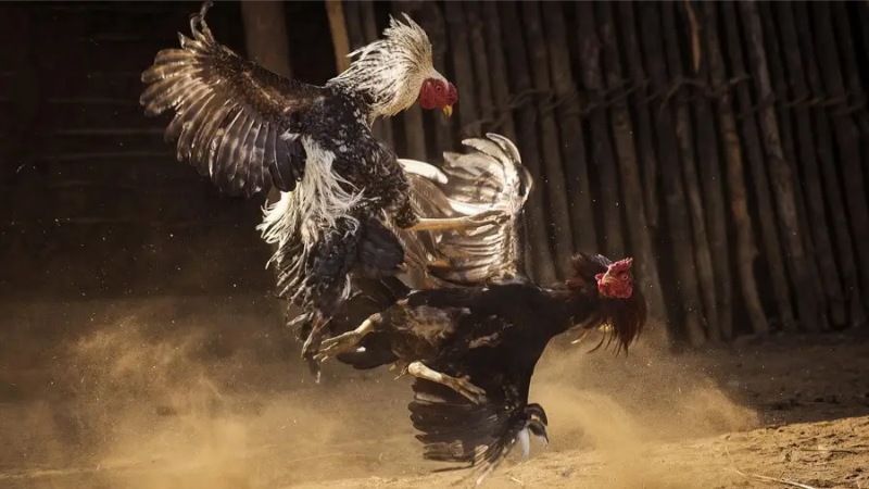 Kỹ thuật đổ gà theo nguyên tắc lai xa