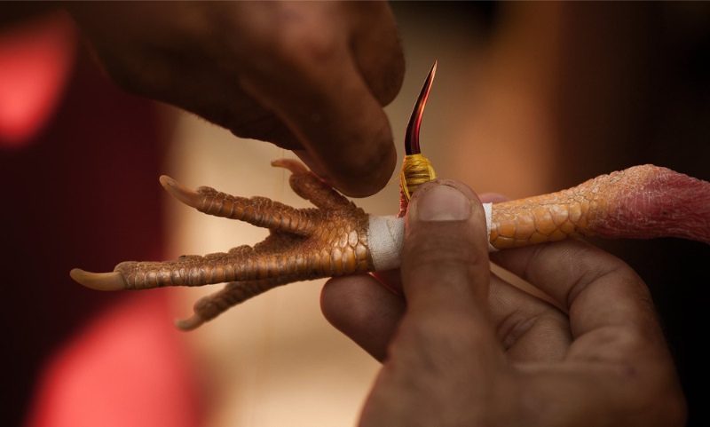 Chi tiết quá trình băng cựa gà đá chuẩn kỹ thuật